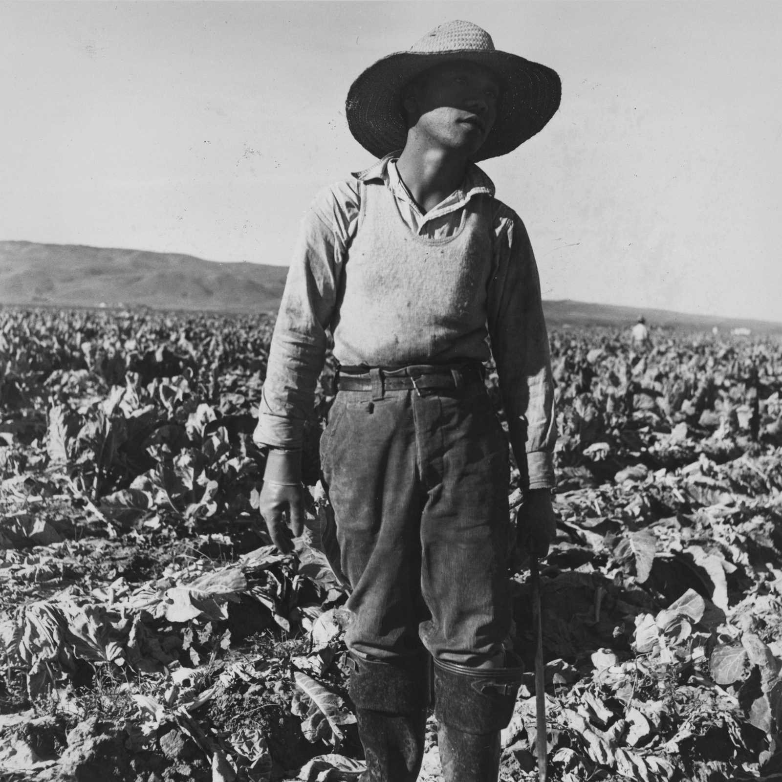 A Filipino boy standing in a field of cauliflower in Santa Maria, California.